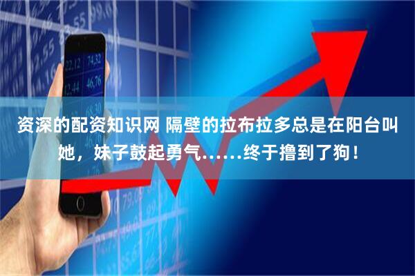 资深的配资知识网 隔壁的拉布拉多总是在阳台叫她，妹子鼓起勇气……终于撸到了狗！